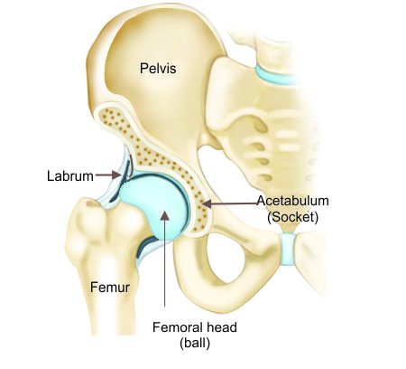 Hip Replacement Hip Replacement Doctors in bangalore